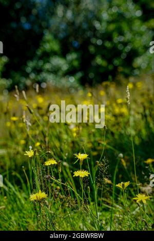 FIORI SELVATICI GIALLI IN UN PRATO Foto Stock