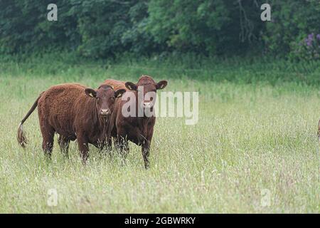 Due North devon vitelli in un campo Foto Stock