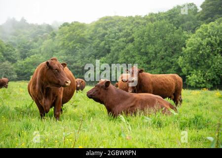 Mandria di bestiame nord del Devon in un campo Foto Stock