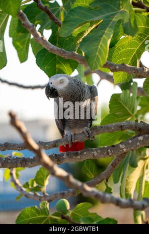 Timneh African Grey Parrot su un albero con foglie verdi Foto Stock