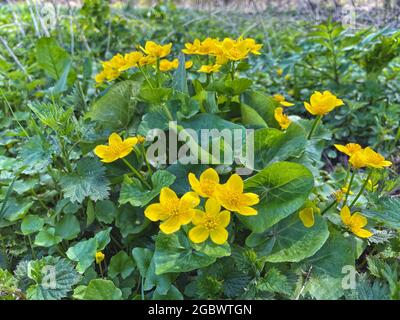 Sfondo primaverile con giallo fiorito Caltha palustris, noto come marigoletta e regolo. Piante di colore oro fiorito in Primavera con ortica Foto Stock