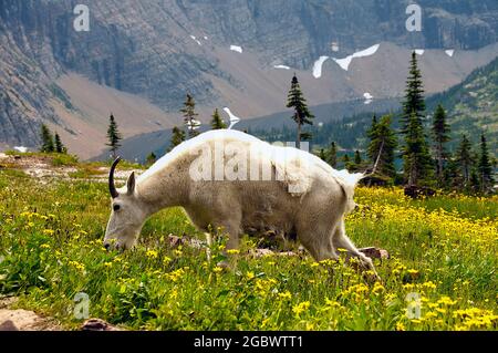 Mountain Goat billie in campo di fiori selvatici, Lago nascosto sotto, Logan Pass, Glacier National Park, Montana Foto Stock