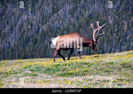 Bull Elk a 12,000 metri circa, Rocky Mountain National Park, Colorado Foto Stock