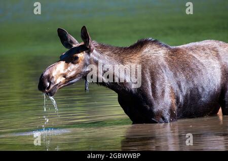 Moose mucca che si nutrono in acqua, Fisher Cap Lake, Many Glacier, Glacier National Park, Montana Foto Stock