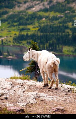 Mountain Goat billie, Hidden Lake Below, Logan Pass, Glacier National Park, Montana Foto Stock