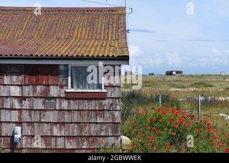 Casa e papaveri a Dungeness Foto Stock