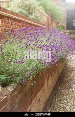 Lavanda che cresce in un letto rialzato Foto Stock