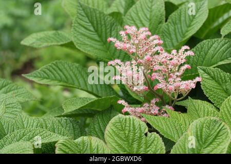 Henrys castagno lievitato rodgersia, Rodgersia aesculifolia varietà Henrici, foglie e fiori e uno sfondo di foglie sfocate. Foto Stock