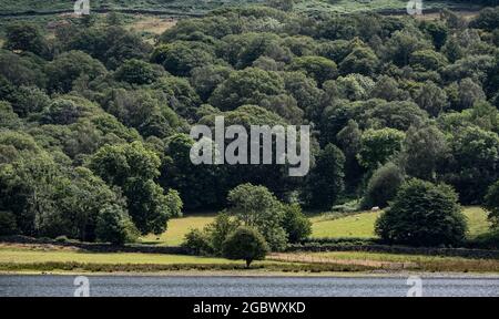 Una vista sul lato est della famosa acqua di Coniston nel Distretto Inglese dei Laghi, Cumbria con una lussureggiante costa coperta da alberi. Foto Stock