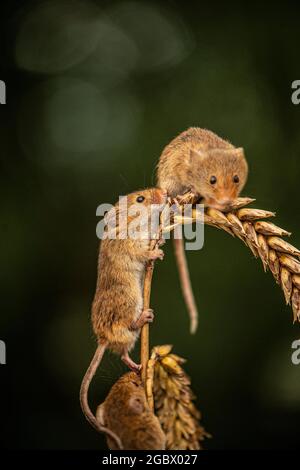 Tre topi di raccolta, Micromys minutus seduto su orecchio di grano Foto Stock