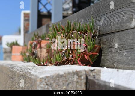 Succulenti che crescono su un muro presso la spiaggia Foto Stock