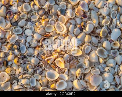 Piena cornice di piccole conchiglie con luce al tramonto su una spiaggia Florida USA Foto Stock