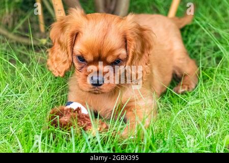 Un cavalier cane re carlo, un cucciolo rubino seduto in giardino Foto Stock