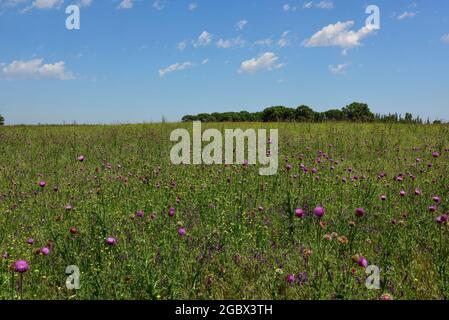 Campo fiorito in estate, nella pianura di Pampas, provincia di la Pampa, Patagonia, Argentina. Foto Stock