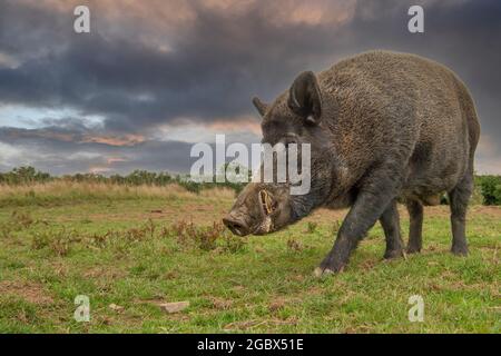Cinghiale in un campo al tramonto Foto Stock