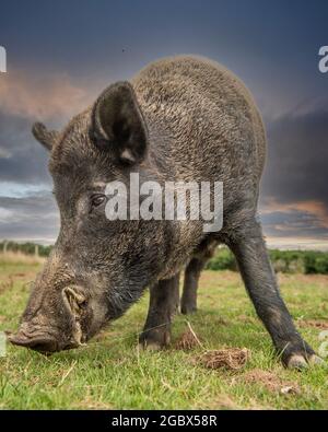 Cinghiale Foto Stock