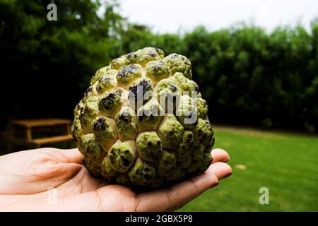 Femmine che detengono frutta fresca di crema di mele in mano, anche note come mele da zucchero o nome di sharifa Annona squamosa. . Foto Stock