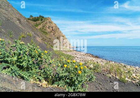 Machok giallo Glaucium flavum sul mare . Foto Stock