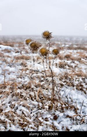 Prato innevato, erba secca. Immagine di morire d'inverno e solo Thistle si erge nella sua sfarzosa grandezza. Bristlethistle (Carduus), emblema della Scozia Foto Stock