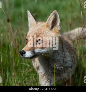 Red Fox (Vulpes vulpes vulpes) Foto Stock