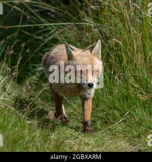 Red Fox (Vulpes vulpes vulpes) Foto Stock