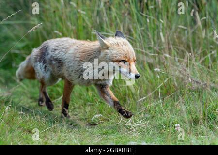 Red Fox (Vulpes vulpes vulpes) Foto Stock