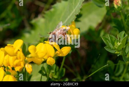 Western Honey Bee, Apis mellifera, che si nuoce al nettare di Birds piede trifoglio, loto corniculatis fiore e raccolta polline. Foto Stock