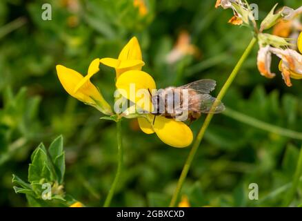 Western Honey Bee, Apis mellifera, che si nuoce al nettare di Birds piede trifoglio, loto corniculatis fiore e raccolta polline. Foto Stock