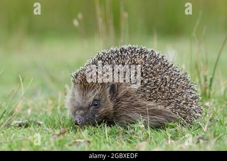 Hedgehog, Erinaceus europaeus Foto Stock