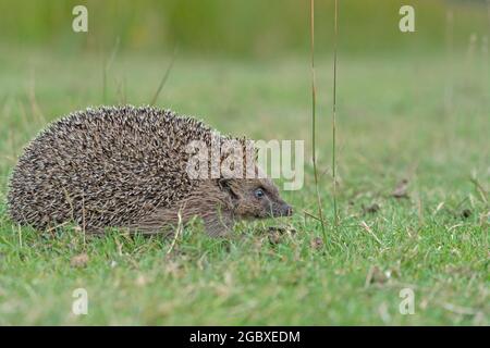 Hedgehog, Erinaceus europaeus Foto Stock