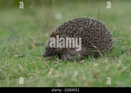 Hedgehog, Erinaceus europaeus Foto Stock