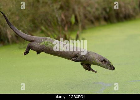 Lontra europea, lutra lutra Foto Stock