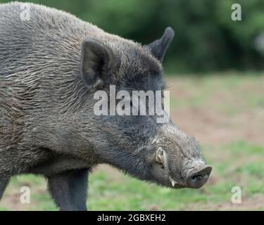 wild boar male close up Foto Stock