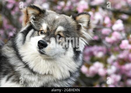 Ritratto di un giovane cucciolo finlandese Lapphund cane di fronte a fiori di ciliegio rosa in primavera Foto Stock