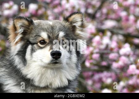 Ritratto di un giovane cucciolo finlandese Lapphund cane di fronte a fiori di ciliegio rosa in primavera Foto Stock