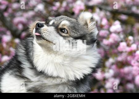 Ritratto di un giovane cucciolo finlandese Lapphund cane di fronte a fiori di ciliegio rosa in primavera Foto Stock