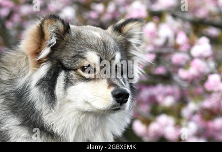 Ritratto di un giovane cucciolo finlandese Lapphund cane di fronte a fiori di ciliegio rosa in primavera Foto Stock