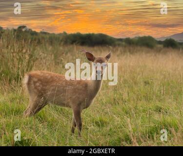 Cervi sika (Cervus nippon) Foto Stock