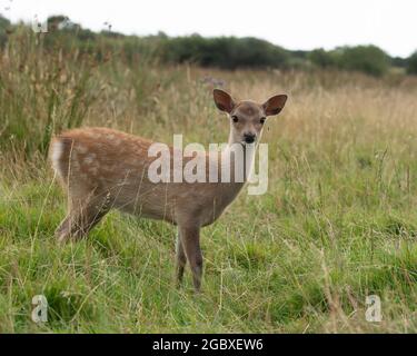 Cervi sika (Cervus nippon) Foto Stock