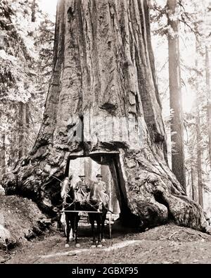 1900 DUE UOMINI CHE GUIDANO IL BUGGY TRAINATO DA DUE CAVALLI ATTRAVERSO L'ARCO DEL TUNNEL TAGLIATO ATTRAVERSO IL TRONCO DI BASE DELL'ALBERO GIGANTE DI SEQUOIA CALIFORNIA USA - ASP 800R ASP001 HARS INSPIRATION MASCHI TRONCO RUOTE TRASPORTO B&W UMOROSI ODD MAMMIFERI AVVENTURA COMICA INNOVAZIONE CA DISEGNATO WEST COAST REDWOOD ROADWAY COMMEDIA VAGONI INSOLITI SEQUOIA CRESCITA MAMMIFERO MID-ADULT MID-ADULT UOMO SOLUZIONI NERO E BIANCO CAUCASICO ETNIA GIGANTE VECCHIO STILE Foto Stock