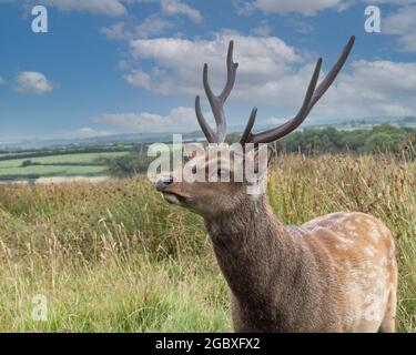 Cervi sika (Cervus nippon) stag Foto Stock