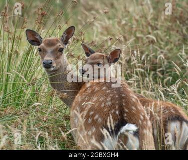 Cervi sika (Cervus nippon) e vitello Foto Stock