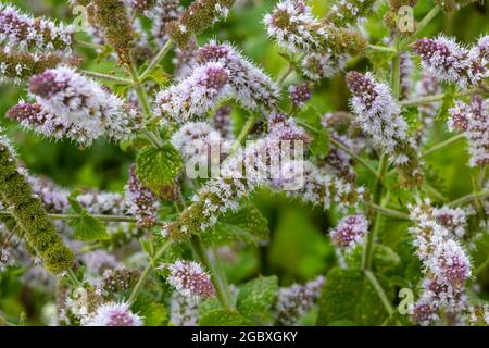 primo piano di fiori di menta fresca nel giardino Foto Stock