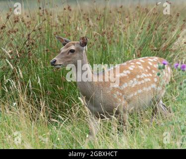 Cervi sika (Cervus nippon) Foto Stock