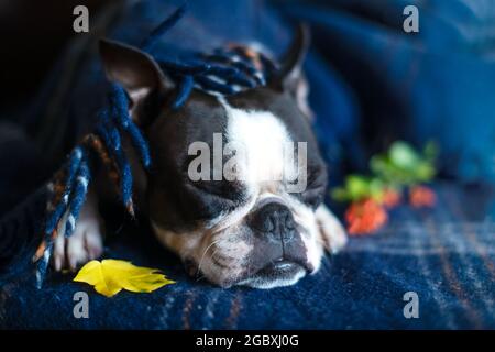 Ritratto autunnale di un cane assonnato di Boston Terrier, avvolto a casa in una calda e accogliente coperta. Il concetto di comfort e calore. Relax autunnale. Foto Stock