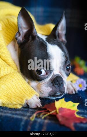 Ritratto autunnale di un cane assonnato di Boston Terrier, avvolto a casa in una calda e accogliente coperta. Il concetto di comfort e calore. Relax autunnale. Foto Stock