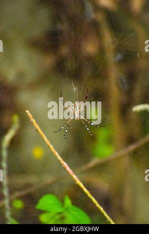 Primo piano verticale di un ragno su una spiderweb Foto Stock