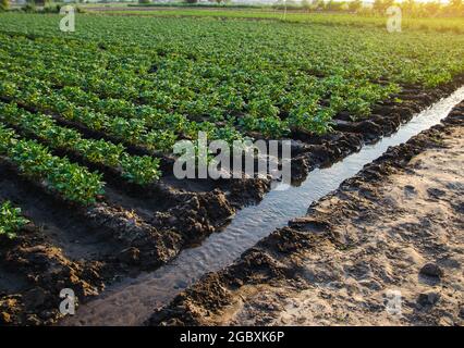 Canale di irrigazione con acqua su una piantagione di fattoria. Annaffiatura il campo piantagione. Agricoltura biologica europea. Agricoltura e agroalimentare. Agronomia. GRE Foto Stock