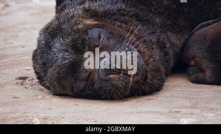 Vista ravvicinata di un lupo di mare che dorme in un molo di cemento Foto Stock