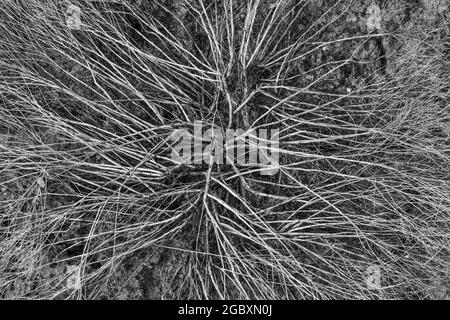 Progetto di un impianto sconosciuto nell'area di Hackberry Pueblo del Monumento Nazionale di Hovenweep, Colorado, Stati Uniti Foto Stock